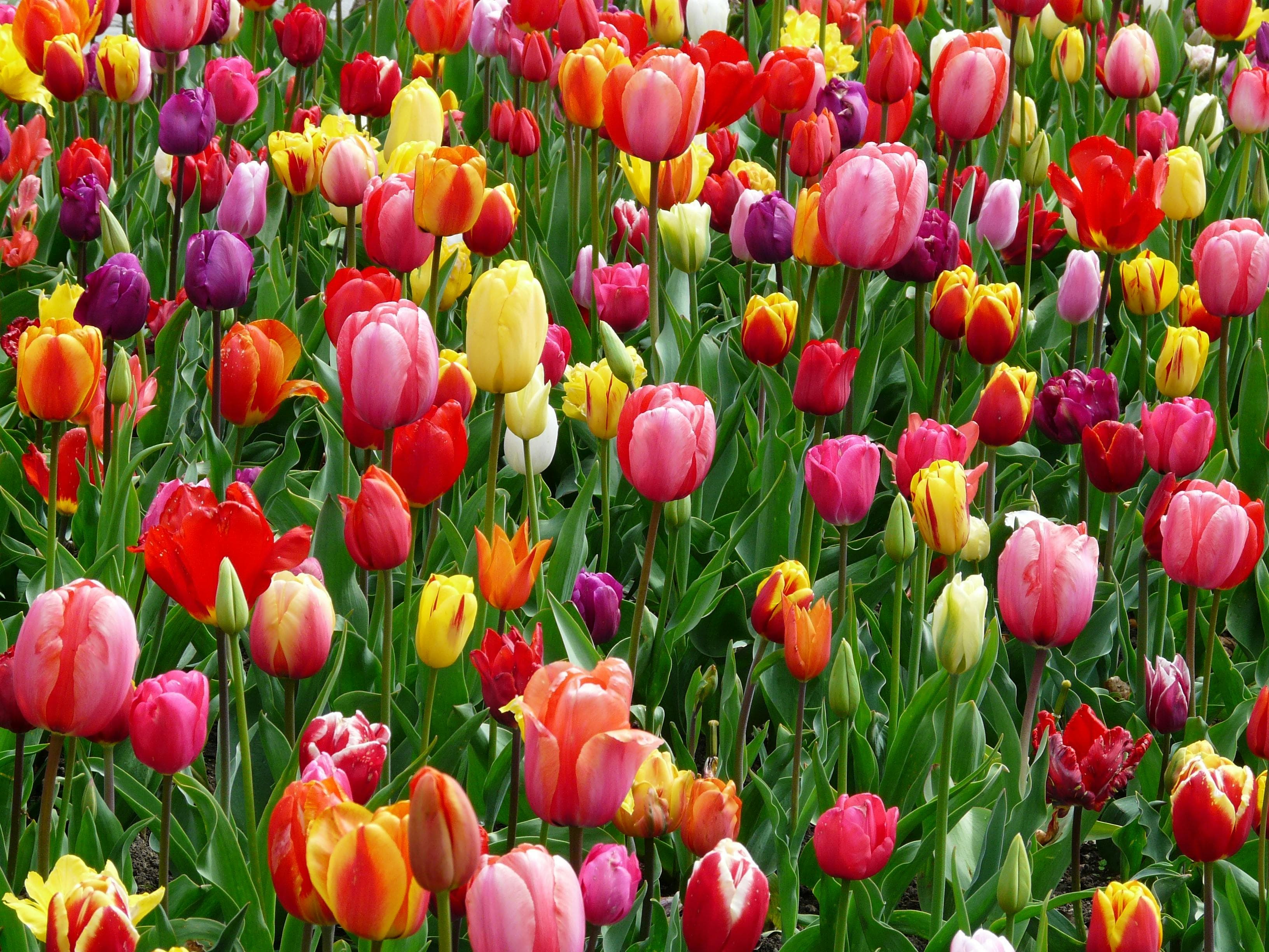 Flower species prediction with DNN